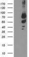 Katanin Regulatory Subunit B1 antibody, NBP2-01383, Novus Biologicals, Western Blot image 