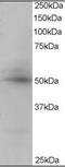 CAMP Responsive Element Binding Protein 3 Like 4 antibody, orb88089, Biorbyt, Western Blot image 