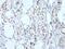 T-Box 6 antibody, PA5-67523, Invitrogen Antibodies, Immunohistochemistry paraffin image 