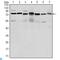 PC4 And SFRS1 Interacting Protein 1 antibody, LS-C812682, Lifespan Biosciences, Western Blot image 