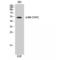 Protein Tyrosine Kinase 6 antibody, LS-C381130, Lifespan Biosciences, Western Blot image 