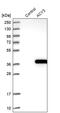 Aminoacylase 3 antibody, PA5-58700, Invitrogen Antibodies, Western Blot image 