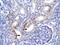 Fas Associated Via Death Domain antibody, PA5-46808, Invitrogen Antibodies, Immunohistochemistry frozen image 