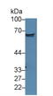 Bone Morphogenetic Protein Receptor Type 1A antibody, LS-C314341, Lifespan Biosciences, Western Blot image 