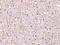 C1q And TNF Related 5 antibody, 3571, ProSci, Immunohistochemistry paraffin image 