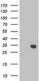 Translocase Of Outer Mitochondrial Membrane 34 antibody, CF503182, Origene, Western Blot image 