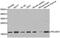 RNA polymerase II RBP8 antibody, abx005271, Abbexa, Western Blot image 