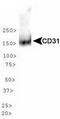 Platelet And Endothelial Cell Adhesion Molecule 1 antibody, TA309798, Origene, Western Blot image 