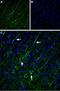 Short transient receptor potential channel 5 antibody, PA5-77310, Invitrogen Antibodies, Immunohistochemistry paraffin image 