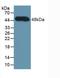 Complement Factor H antibody, LS-C297536, Lifespan Biosciences, Western Blot image 