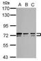 Bestrophin 1 antibody, PA5-28910, Invitrogen Antibodies, Western Blot image 