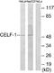 CUGBP Elav-Like Family Member 1 antibody, A30541, Boster Biological Technology, Western Blot image 