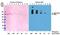 Progestagen Associated Endometrial Protein antibody, MA5-24693, Invitrogen Antibodies, Western Blot image 