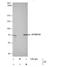 ATPase H+ Transporting V1 Subunit A antibody, NBP1-33021, Novus Biologicals, Immunoprecipitation image 