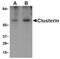 CLU antibody, AP05217PU-N, Origene, Western Blot image 
