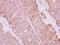 Staufen Double-Stranded RNA Binding Protein 1 antibody, NBP2-20508, Novus Biologicals, Immunohistochemistry frozen image 