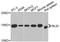 BH3-Like Motif Containing, Cell Death Inducer antibody, A7275, ABclonal Technology, Western Blot image 