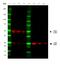 Ig kappa-b4 chain C region antibody, STAR207P, Bio-Rad (formerly AbD Serotec) , Western Blot image 