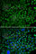 Coagulation Factor X antibody, A1452, ABclonal Technology, Immunofluorescence image 