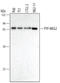 Protein Tyrosine Phosphatase Non-Receptor Type 9 antibody, MAB2668, R&D Systems, Western Blot image 