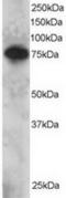 SET Domain And Mariner Transposase Fusion Gene antibody, TA302844, Origene, Western Blot image 