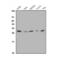 Mesoderm posterior protein 1 antibody, A07301-2, Boster Biological Technology, Western Blot image 