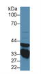 Annexin A3 antibody, LS-C704164, Lifespan Biosciences, Western Blot image 