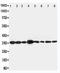 LIM And SH3 Protein 1 antibody, LS-C312937, Lifespan Biosciences, Western Blot image 