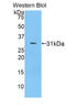 p53 antibody, LS-C296918, Lifespan Biosciences, Western Blot image 