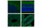 Nicastrin antibody, 30239S, Cell Signaling Technology, Flow Cytometry image 