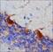 Thimet Oligopeptidase 1 antibody, NB400-146, Novus Biologicals, Immunohistochemistry frozen image 