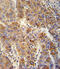 Vesicle-associated membrane protein 4 antibody, abx032646, Abbexa, Immunohistochemistry frozen image 