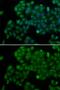 DNA Methyltransferase 3 Like antibody, GTX32565, GeneTex, Immunocytochemistry image 