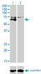 Alkaline Phosphatase, Biomineralization Associated antibody, LS-C196650, Lifespan Biosciences, Western Blot image 