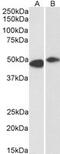 F-box/LRR-repeat protein 2 antibody, MBS420664, MyBioSource, Western Blot image 