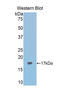 Aconitase 1 antibody, LS-C292600, Lifespan Biosciences, Western Blot image 