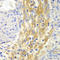 Filamin A antibody, STJ110205, St John