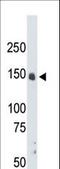 Cyclin Dependent Kinase 12 antibody, LS-C99890, Lifespan Biosciences, Western Blot image 