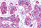 G Protein-Coupled Receptor 161 antibody, MBS242731, MyBioSource, Immunohistochemistry frozen image 