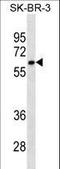 Cytochrome P450 Family 1 Subfamily A Member 2 antibody, LS-C159430, Lifespan Biosciences, Western Blot image 