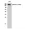 Nitric Oxide Synthase 3 antibody, LS-C380791, Lifespan Biosciences, Western Blot image 