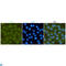 Protein Tyrosine Kinase 2 antibody, LS-C812962, Lifespan Biosciences, Immunofluorescence image 