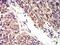 Butyrophilin subfamily 2 member A2 antibody, NBP2-61717, Novus Biologicals, Immunohistochemistry paraffin image 