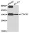 Coiled-Coil Domain Containing 92 antibody, MBS9128799, MyBioSource, Western Blot image 