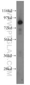 Hook Microtubule Tethering Protein 3 antibody, 15457-1-AP, Proteintech Group, Western Blot image 