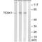 Testis Associated Actin Remodelling Kinase 1 antibody, A09099, Boster Biological Technology, Western Blot image 