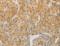 Acyl-CoA Synthetase Long Chain Family Member 4 antibody, LS-C404608, Lifespan Biosciences, Immunohistochemistry frozen image 