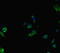 Autoimmune Regulator antibody, LS-C677097, Lifespan Biosciences, Immunofluorescence image 