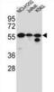 Forkhead Box N2 antibody, abx026684, Abbexa, Western Blot image 