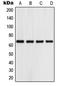 G Protein-Coupled Receptor 153 antibody, LS-B14819, Lifespan Biosciences, Western Blot image 